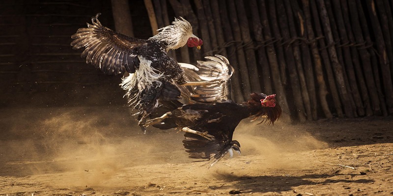 Cách Thực Hiện Đá Gà Thomo Một Cách Chuyên Nghiệp