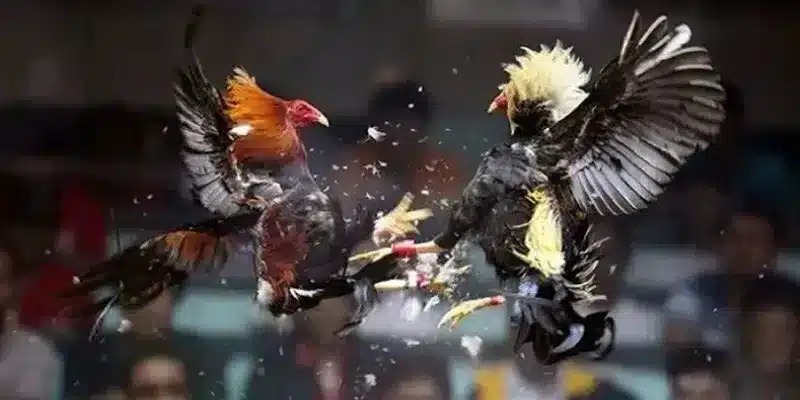 Những Lời Khuyên Để Thành Công Trong Đá Gà Thomo